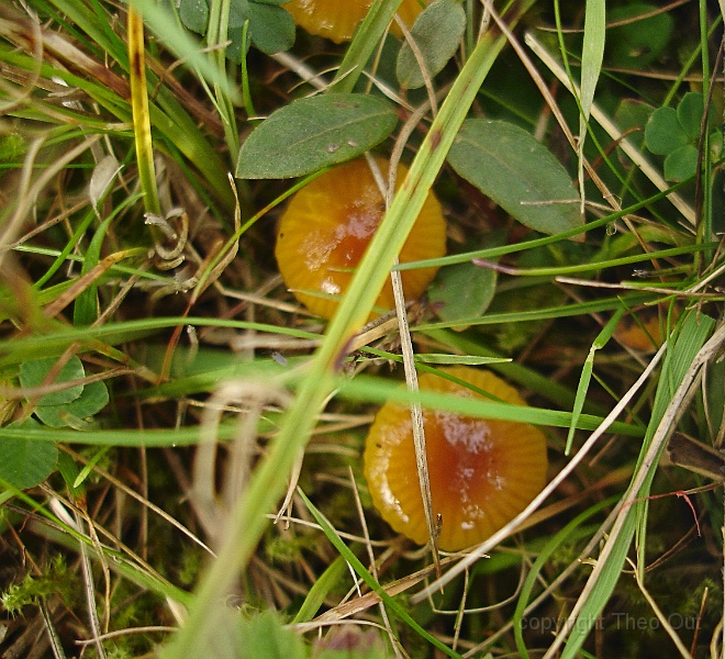 TAOU-20130925DSC00395-c-hygrocybe laeta.jpg